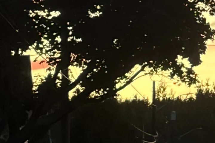 A tree against a sunset sky, cropped from an iPhone 17 HEIC as Apple's Core Image renders it.