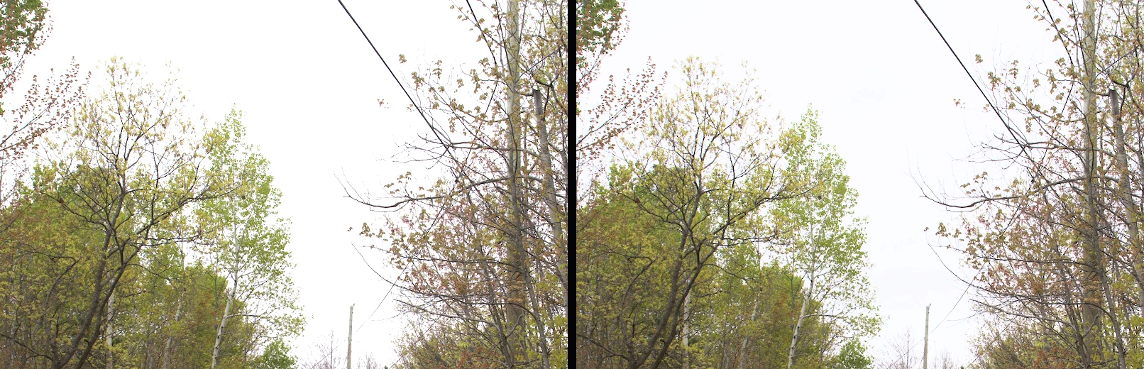 Two crops of the same forest road lifted one stop. On the left the sky and the brightest leaves clip to flat white; on the right the display tone map keeps the sky's tone and the leaves' colour.